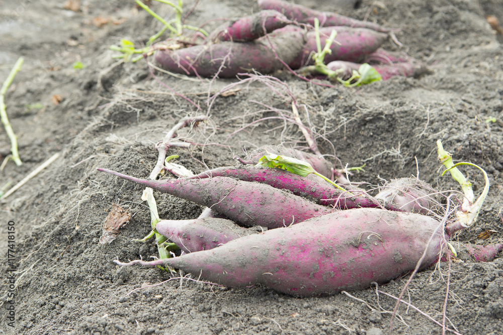 Obraz premium サツマイモ