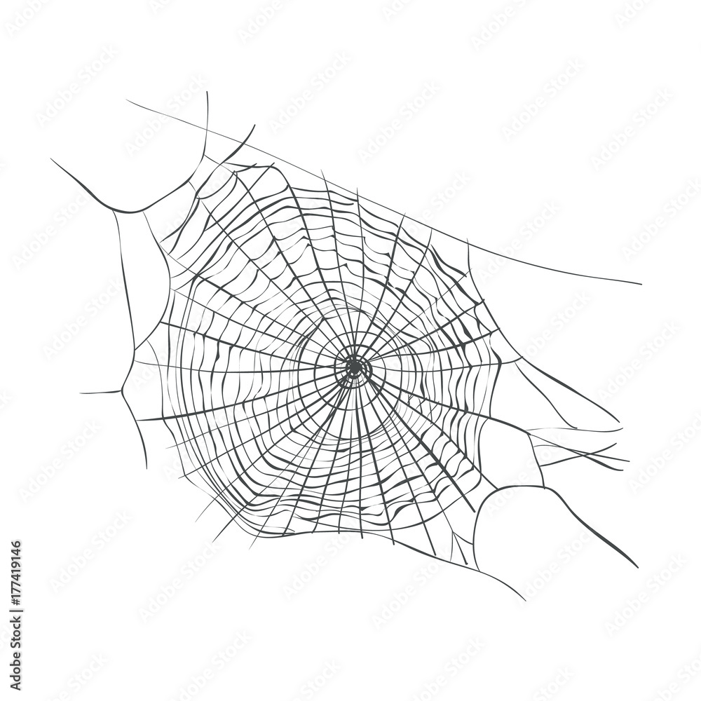 Web Spider Vector Illustration cobweb sketch Stock Vector  Adobe Stock