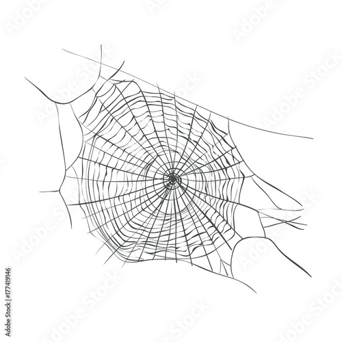 Web Spider Vector Illustration. cobweb sketch