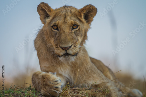 Fototapeta Naklejka Na Ścianę i Meble -  Lion male cub
