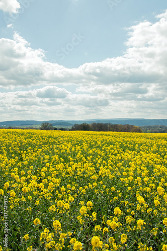 Yellow fields of Canola crops in the English summertime.. © Jenn's Photography 