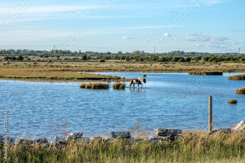 Fototapeta Naklejka Na Ścianę i Meble -  The agricultural landscape of southern Oland in Sweden is a UNESCO World Heritage site due to its unique biodiversity