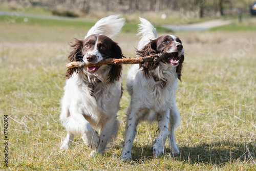 Playful springer spaniels carrying a stick during a walk through fields in the UK
