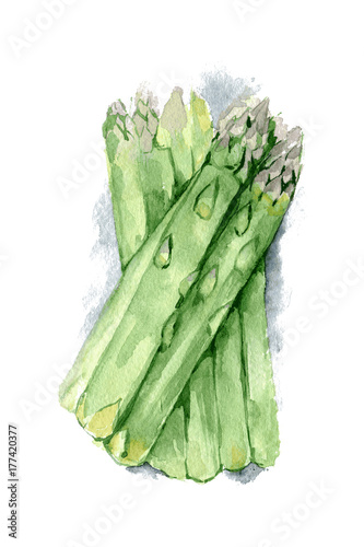 Watercolor food illustration: asparagus