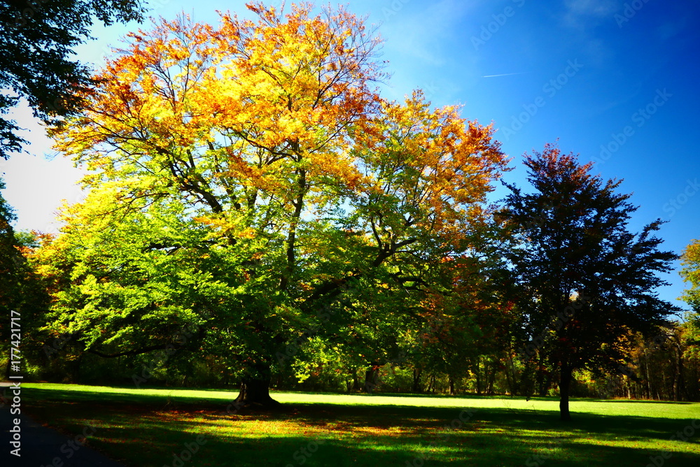 Fototapeta premium herbstliche Baum