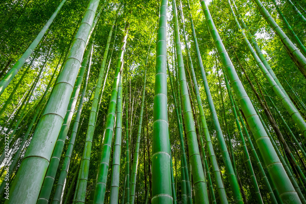 Arashiyama bamboo forest, Kyoto, Japan Arashiyama bamboo forest, Kyoto, Japan