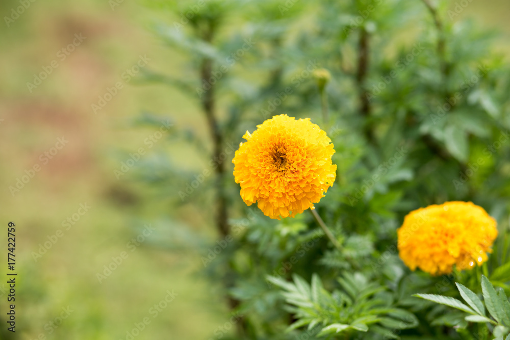 Beautiful marigold flower in garden. Beautiful marigold flower in garden.