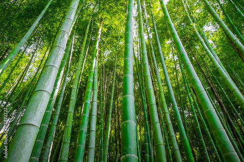 Arashiyama bamboo forest, Kyoto, Japan © daboost
