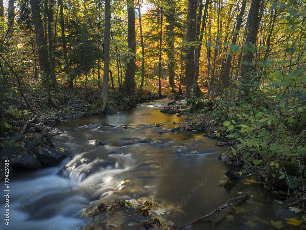 Long exposure magic forest stream in autumn with moss fern fallen leaves and trees in orange golden light in luzicke hory mountain