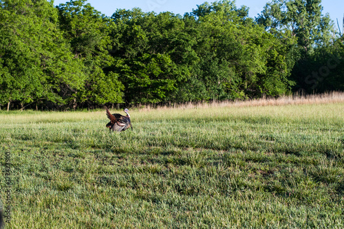 turkey tom in the open 