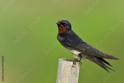 Barn swallow (Hirundo rustica) or swallow tail , lovely little black bird with brown face and long tail perching on bamboo pole over green blur background