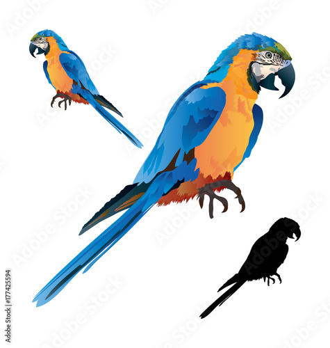 Macaw Parrot