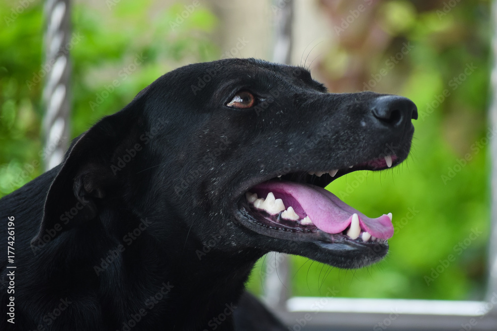 How Do You Open A Dogs Mouth