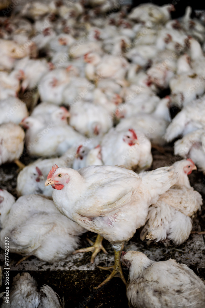 White chickens White chickens