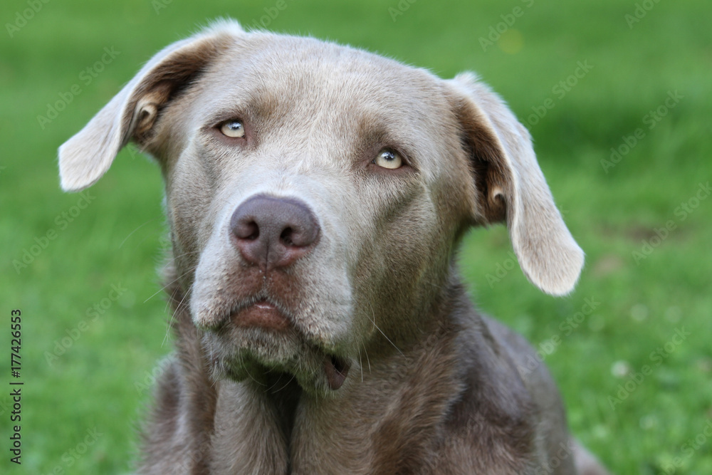 Labrador Labrador