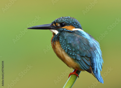 Beautiful blue bird, Common Kingfisher (Alcedo atthis) a lovely blue bird calmly perching on bamboo stick with lovely action, fascinating nature