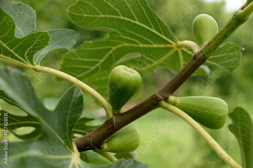 Fruits of fig tree -  Ficus carica.
