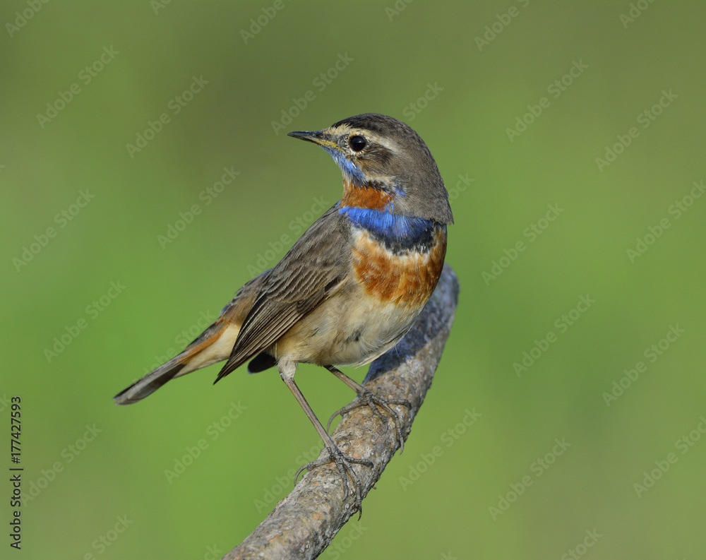 Obraz premium Beautiful brown bird with blue and orange feathers on its hest perching on branch turn his face around over blur green background, Bluethroat (Luscinia svecica)