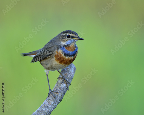 Beautiful chubby brown bird with blue and orange mark on neck lonely standing on branch in green blur background environment, Bluethroat (Luscinia svecica)
