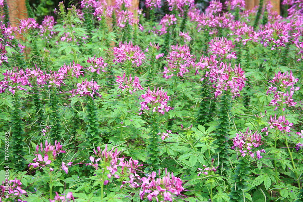 Purple flowers in summer 