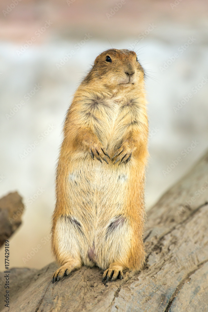 Marmot on two legs in the Chiang Mai Zoo