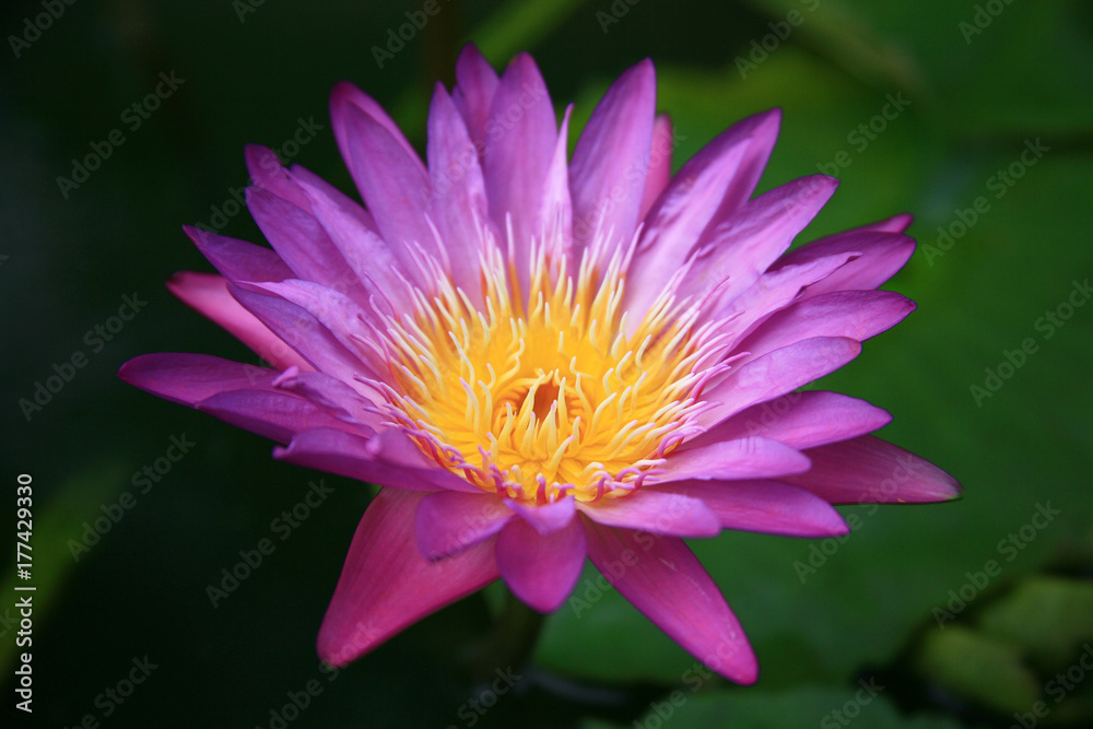 Purple lotus / water lily / Lotus pond