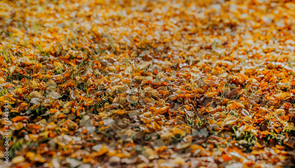 autumn leaves on grass autumn leaves on grass