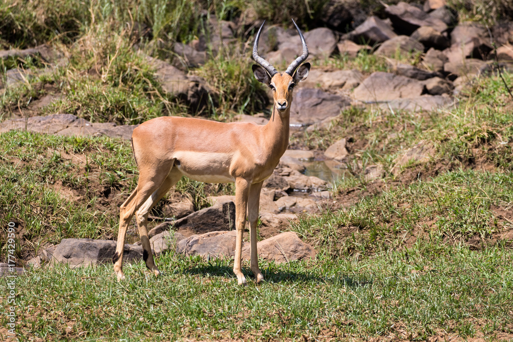 Fototapeta premium Impala