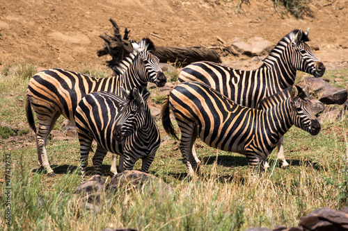 Plains Zebra