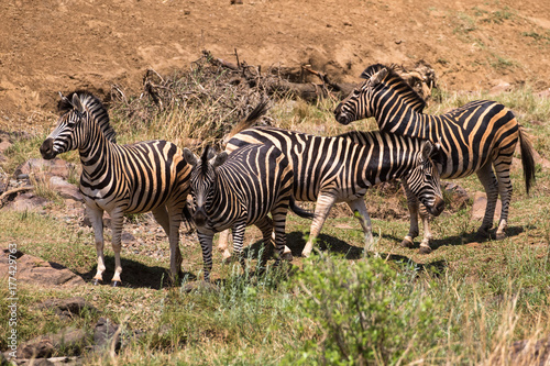 Plains Zebra