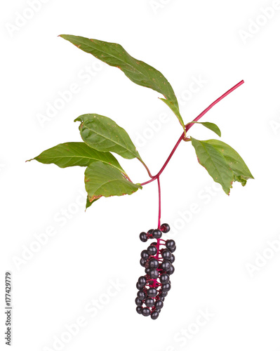 Branch with leaves and fruit of pokeweed isolated on white photo