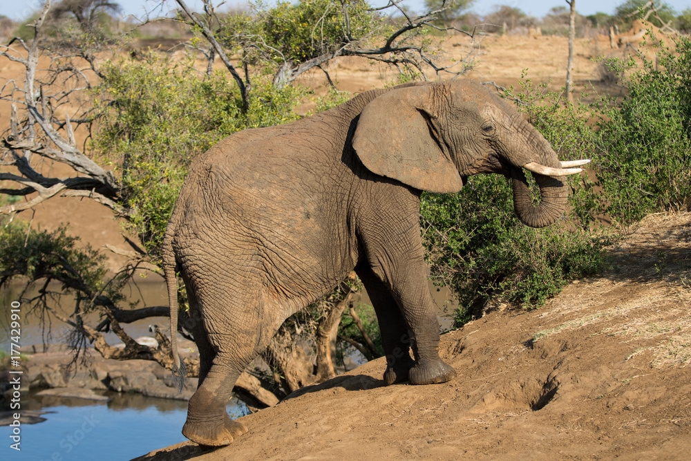 Fototapeta premium African Elephant