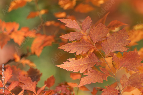 Leaves close-up in autumn season