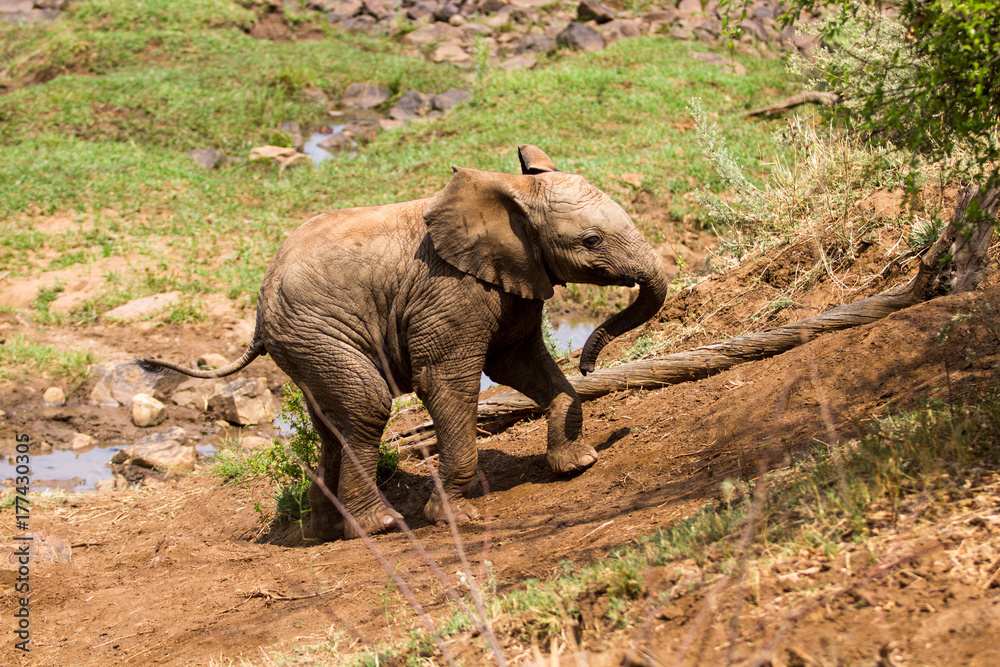 Fototapeta premium African Elephant