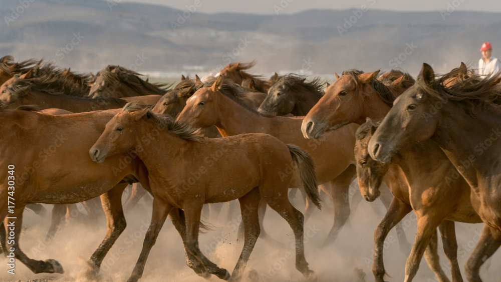 Obraz premium Horses run gallop in dust