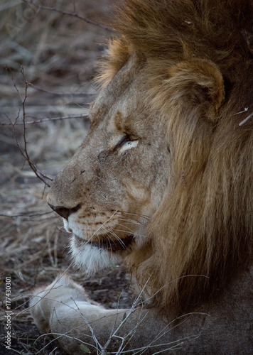 Lion with flaming mane closeup