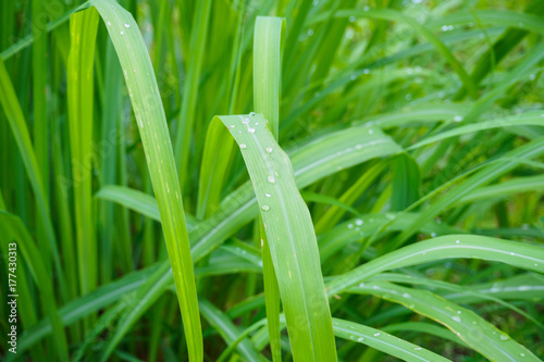 Lemon grass plant green leaf background