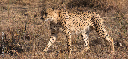 Canvas Print Cheetah walking