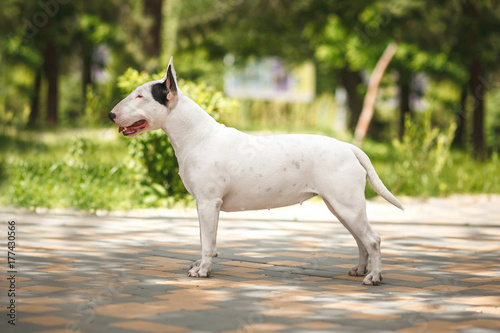 Tableau sur toile dog breed bull terrier