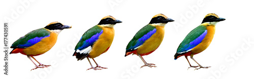 Bird isolated on white background, collection of Blue-winged pitta (Pitta moluccensis) amazing multiple colors birds shot in Thailand © prin79
