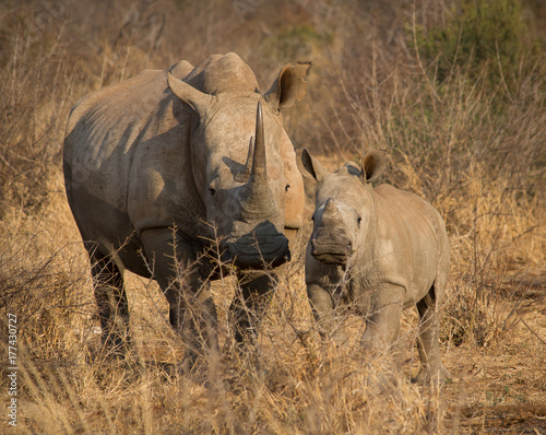 Rhino Mom and Baby