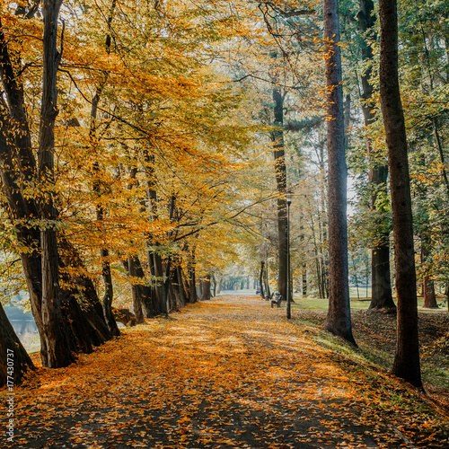 autumn leaves on grass