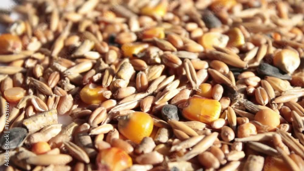 Grain Grain