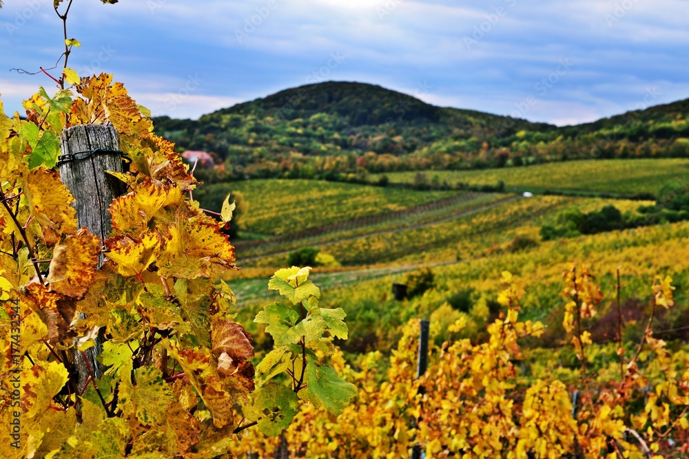 Obraz premium Kahlenberg Weingüter