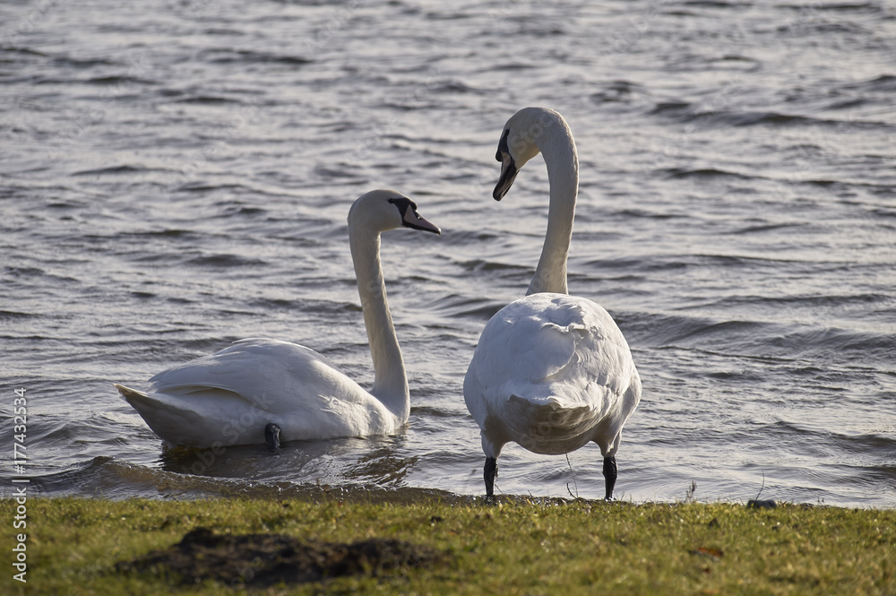 Two White Swans by the Lake Two White Swans by the Lake