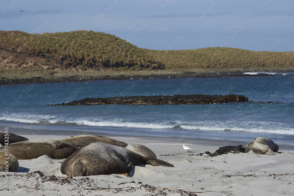 Fototapeta premium Group of Southern Elephant Seals (Mirounga leonina) lying on a kelp strewn beach on Sea Lion Island in the Falkland Islands.