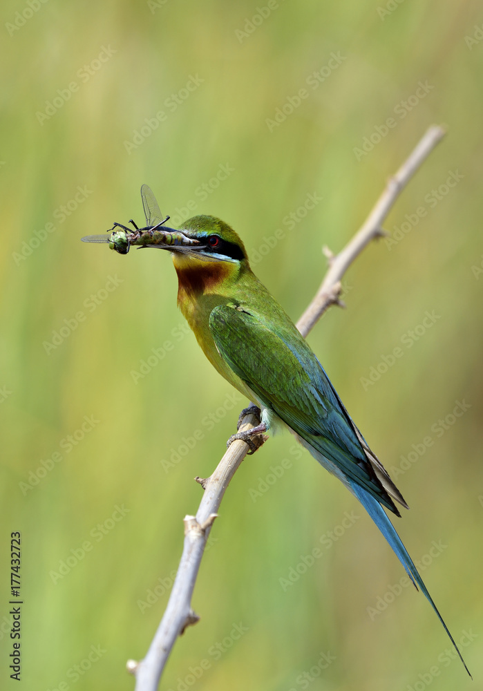 Obraz premium Blue-tailed bee-eater (philippinus merops) green and blue tail bird perching on branch with dragonfly prey to feed chick, exotic nature