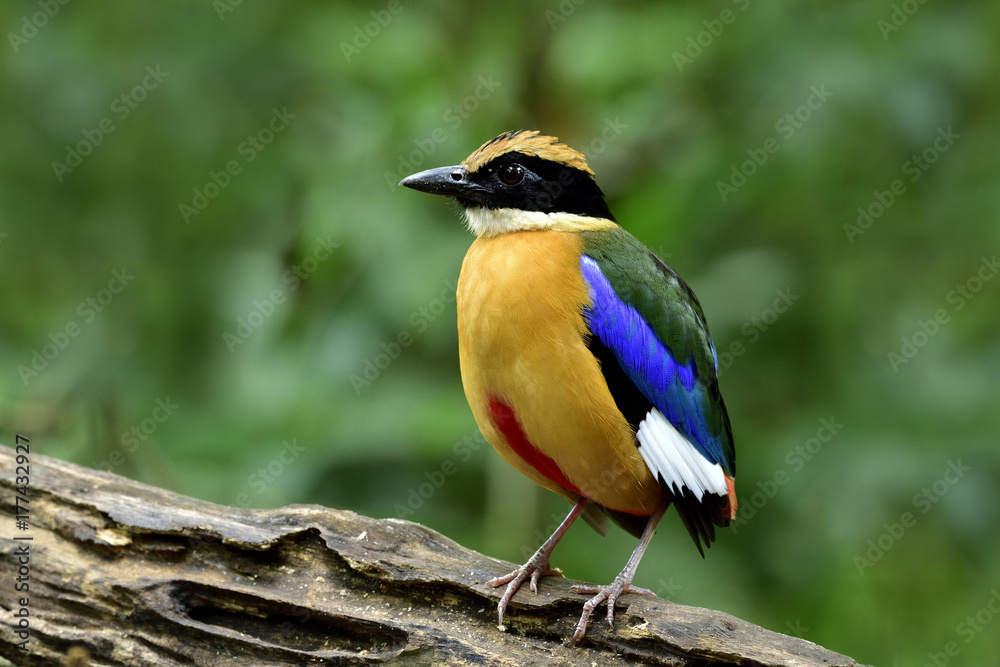 Fototapeta premium Blue-winged Pitta (Pitta moluccensis) beautiful multiple colors bird standing on log showing its brown chest feathers, exotic nature