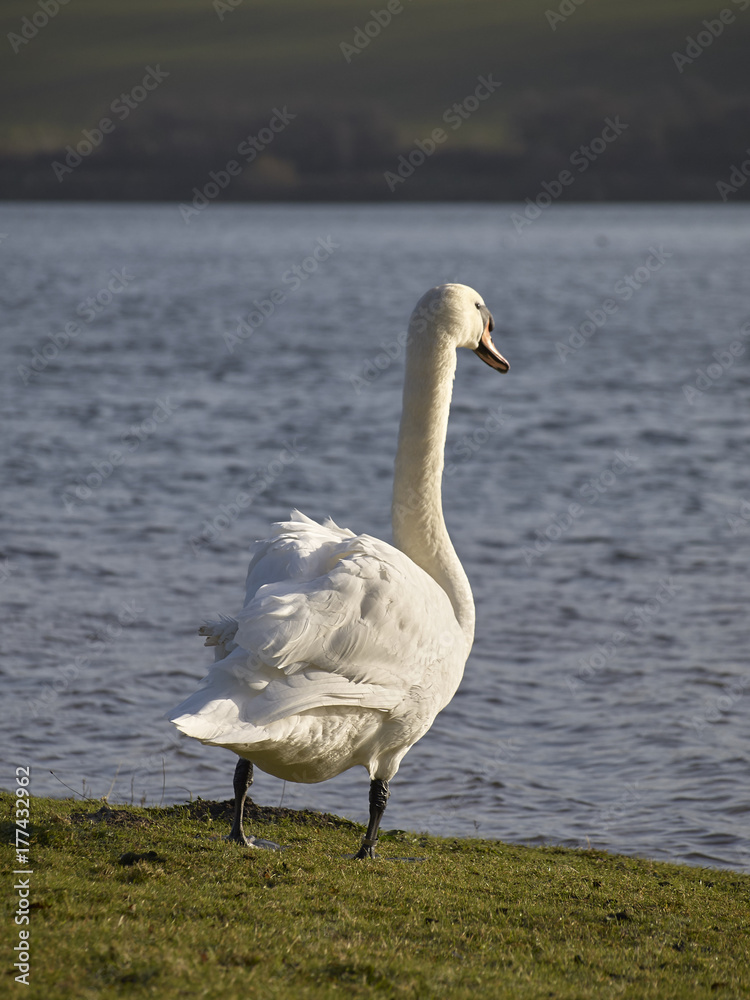 White Swan by the lake White Swan by the lake