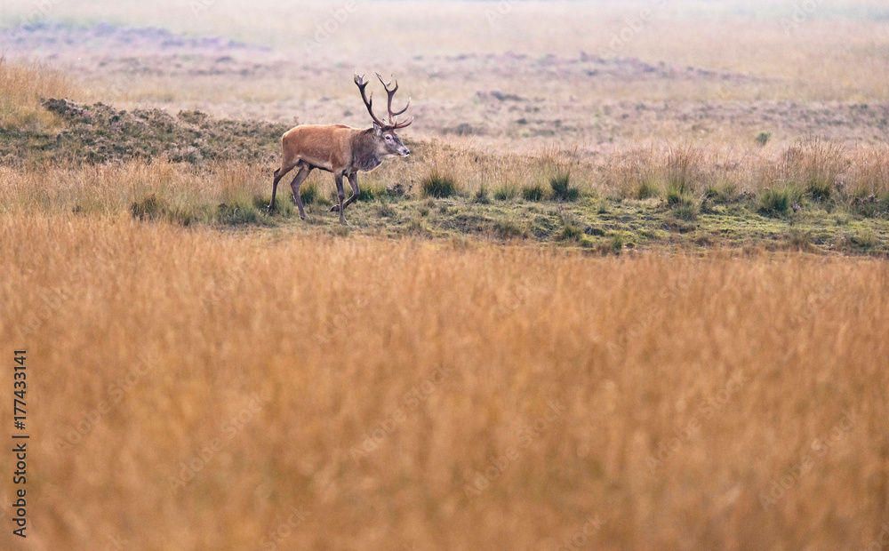 Naklejka premium Red deer stag (cervus elaphus) in high yellow grass.